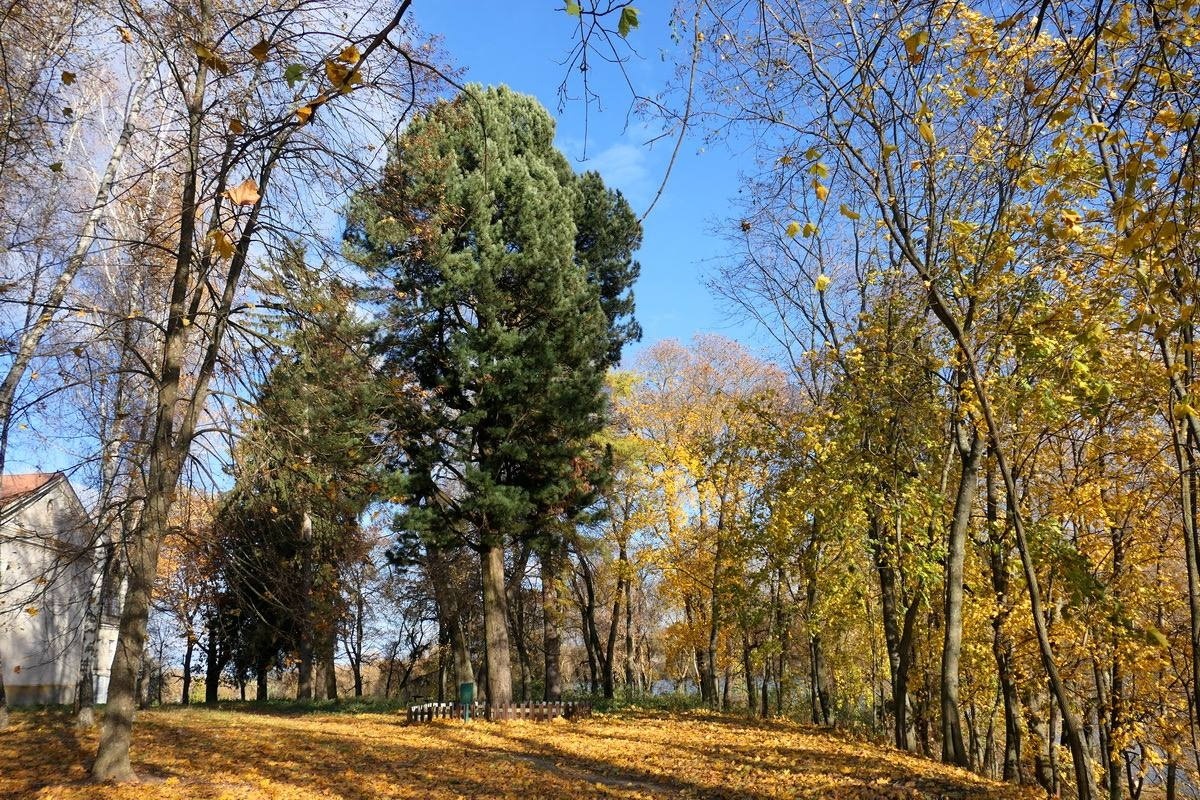 Той самий кедр