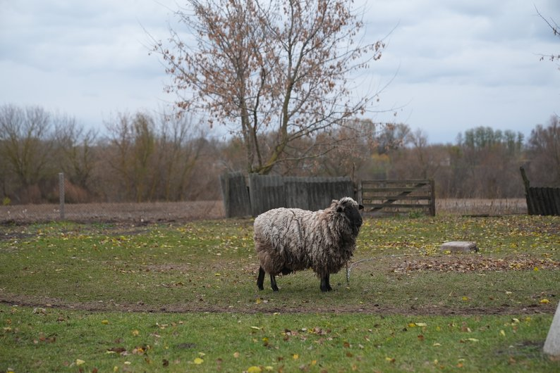 Господарство родини Дмитренків