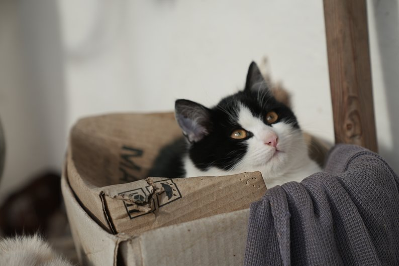 Кішка, яку привезли зі Студенка родина Дмитренків