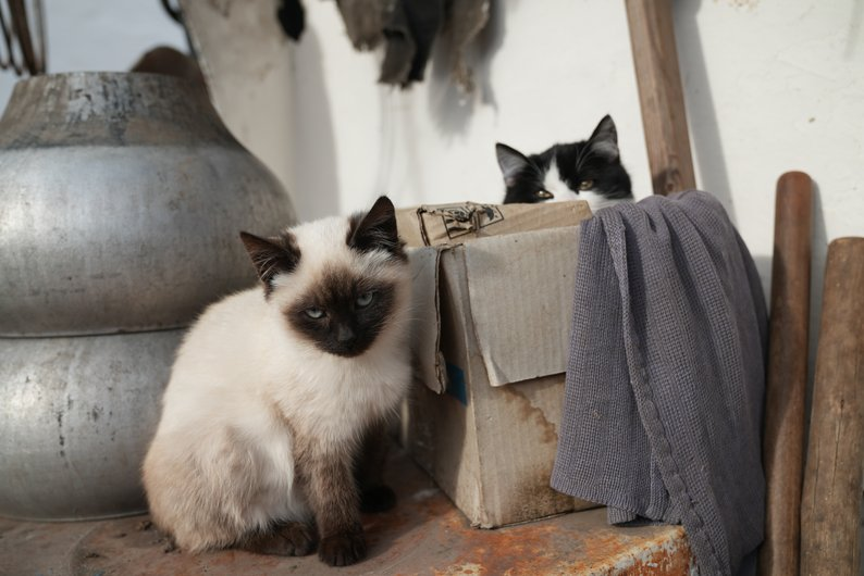 Кішка з кошеням