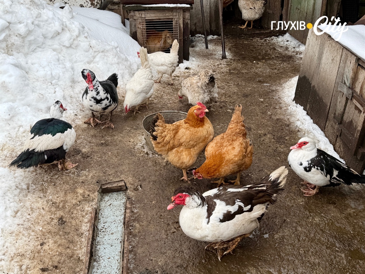 Білі курки - вивезені з Пустогорода