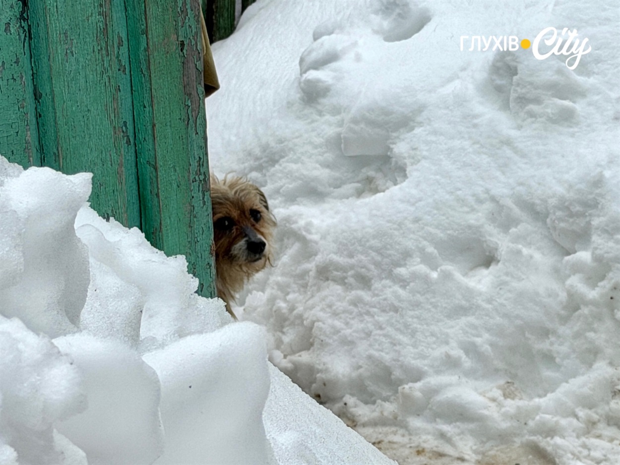 Кузьма Кузьміч - пес родини, якого забрали з собою